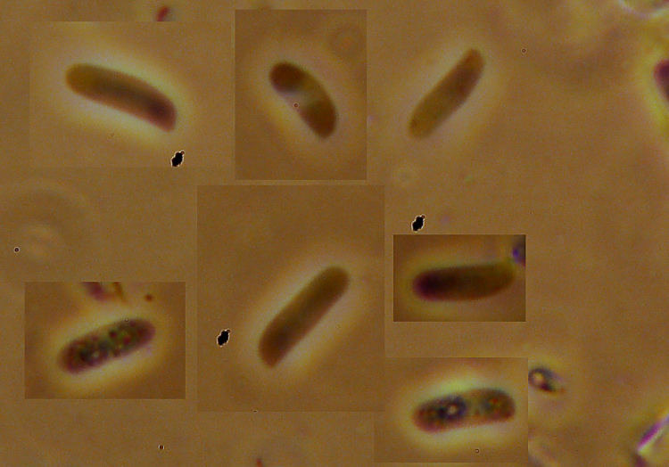 Guardate quant''è rossa - foto 9707 (Hymenochaete cruenta)